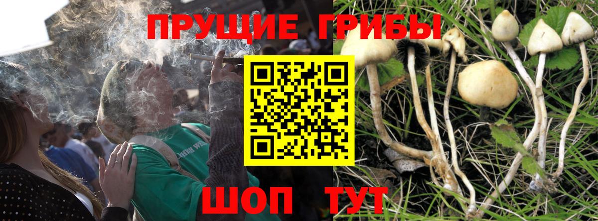 Галлюциногенные грибы Psilocybe Орск